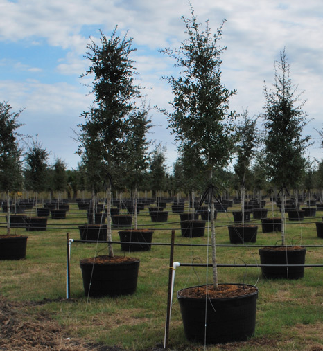 Quality Grown Trees